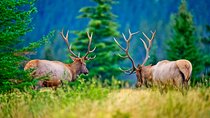 Banff Wildlife Explore and Johnston Canyon Hiking Tour