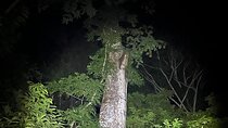 Night Adventure at Soberania National Park