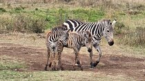 4 Days Naivasha and Masai Mara Wonders