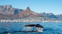 Cape Town Marine Eco Tour Explore Table Bay Biodiversity