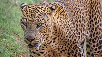 Yala National Park: 7 Hour or 12 Hour Leopard Safari Tour