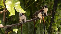 Panama Canal Wildlife Tour Monkey Island and Boat Ride Adventure