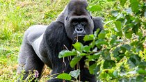 3 Day Gorilla Trekking at Bwindi impenetrable Forest