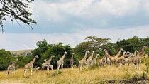 7 Day Ultimate Uganda Safari: Gorillas, Lakes and National Parks