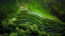 Hidden Bali Waterfalls And Scenic Rice Terrace With Lunch 