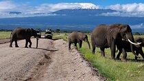 Amboseli Park & Kilimanjaro views Day tour