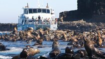 Phillip Island Wildlife Cruise and Penguin Tour from Melbourne