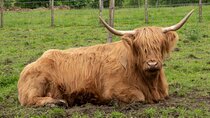 The Highland Cows Experience in Scotland