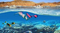 Snorkeling trip to White Island & Ras Mohammed in Sharm El Sheikh