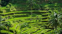 Bali: Amazing Ubud waterfall, Penglipuran village, & Tirta Empul 