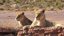 Exclusive Big5 Safari Aquila Game Reserve 