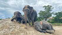 Phuket: Elephant Nature Walk - Guided Tour with Transport