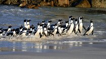 Cape of Good Hope & Penguins Small Group Tour-All Park Fees Incl.
