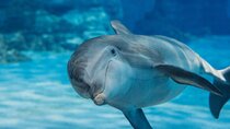 Swim with Happy Dolphin 30 min and Transfer - Sharm El Shiekh