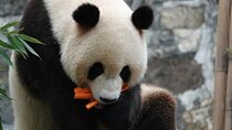 Panda Valley and Dujiangyan Private Tour