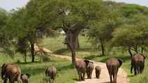 1 Day Tarangire National Park Safari Tour from Arusha
