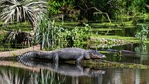 Private Everglades Eco Adventure: Airboats, Gators & Wild Florida