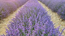 Private Tour Verdon Gorges and Lavender Fields in Valensole