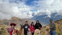 Alpaca Walk over the Sacred Valley of the Incas from Cusco