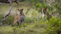 YALA BLOCK 5 & 6 (Weheragala & Lunugamwehera) Safari Tours