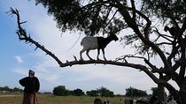 Goats on trees