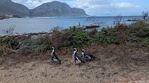 Cape of Good Hope, Cape point & Boulders Beach - Half Day Tour