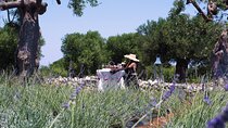 Private Olive Oil Tasting in Polignano a Mare