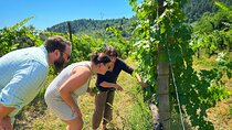 Carmignano Wine Tour with a Somm Small Group