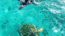 Mauritius North Tour and Turtle Snorkeling