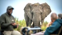2 Nights Luxurious Gondwana Safari Tour from Cape Town