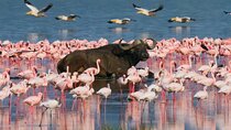  Private 4WD Lake Nakuru Day Tour from Nairobi