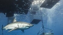 Shark Cage Diving in Gansbaai Cape Town South Africa.