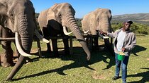 Elephant Encounter and Giraffe Walk Tracking Safari