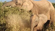 Private Group Addo Elephant National Park All Inclusive Safari