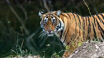 Day Trip from Jaipur to Ranthambore Tiger Safari