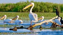 Danube Delta -Small group Tour- Boat Trip & Traditional Lunch