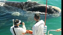 Hermanus Whales Watching & Wine Tasting and Stellenbosch wildlife