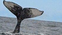 Hermanus Whale Watching Shared Boat Trip & Penguins Private Tour