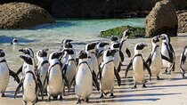 Cape of Good Hope and Penguins Beach Full Day Private Tour
