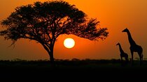 4-days budget safaris in Serengeti, Ngorongoro, and Tarangire 