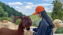 Nami Island, Alpaca World and Railbike Kimyujeong Tour
