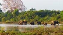 Habarana Safari Adventure with Kaudulla & Eco Park Experience