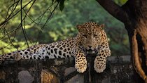 Jaipur Half Day Tour with Jhalana Leopard Safari