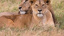 Half Day Lion Park and Safari Tour 