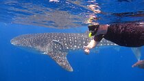 Whale Shark Tour from Cancun, Playa del Carmen, Tulum and Riviera Maya