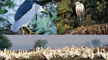 5 Day Golden Triangle Tour with Bharatpur Bird Sanctuary