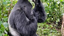 3- Day Chimpanzee & Gorilla Trekking Safari in Uganda 
