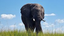 Chobe National Park with Lunch: From Victoria Falls Zimbabwe