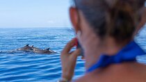Dolphin Watching and Swimming at Cala d'Or