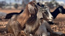 Agadir Morning Excursion: Goats on Argan Trees and Medina Visit